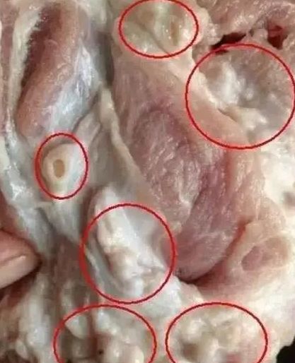 有大量寄生虫,白送都别要,看完告诉家人|寄生虫|脖子|猪肉_新浪新闻