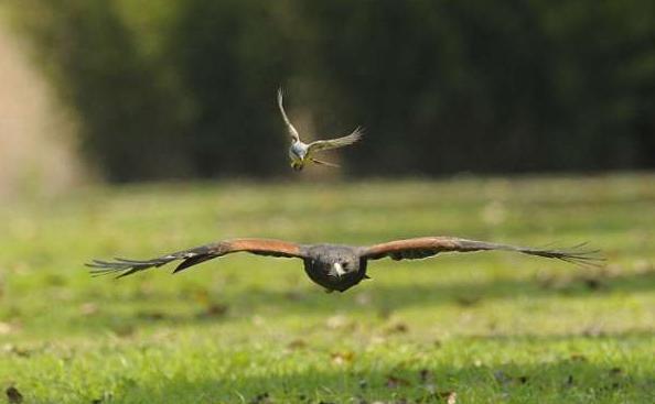 一只小鸟胆肥追击老鹰, 老鹰的表现让这只小鸟更加得意了!
