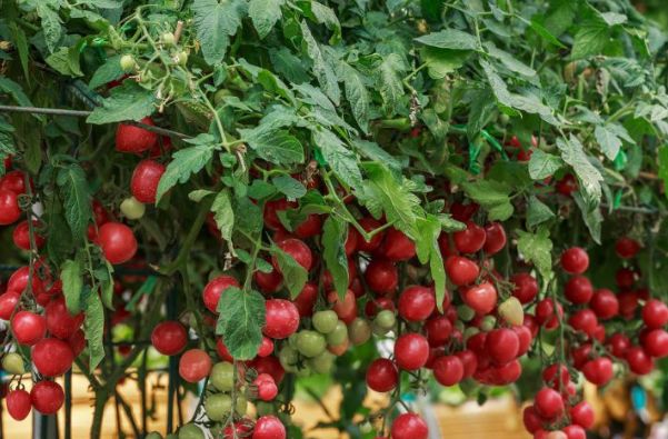 开花和结果长成的圣女果可以长到一米多高,还可以搭个架子让它生长