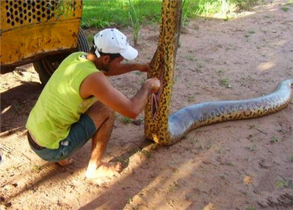 男子野外捕获蟒蛇,感觉蟒蛇肚子有异物,剖开看到的一幕令人吃惊