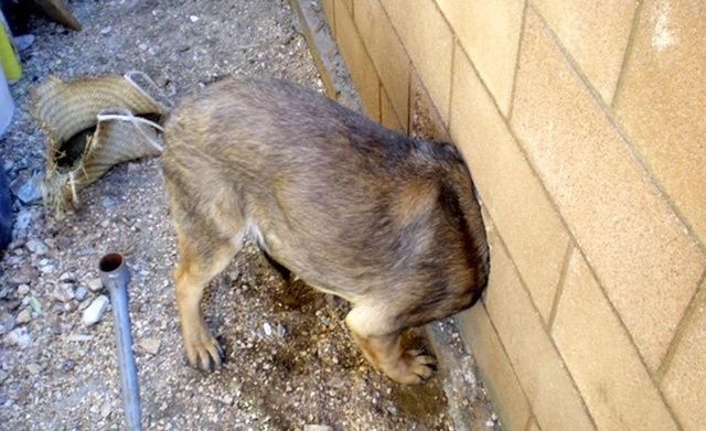 墙上突然冒出半截狗头得知原因后路人纷纷笑了出来