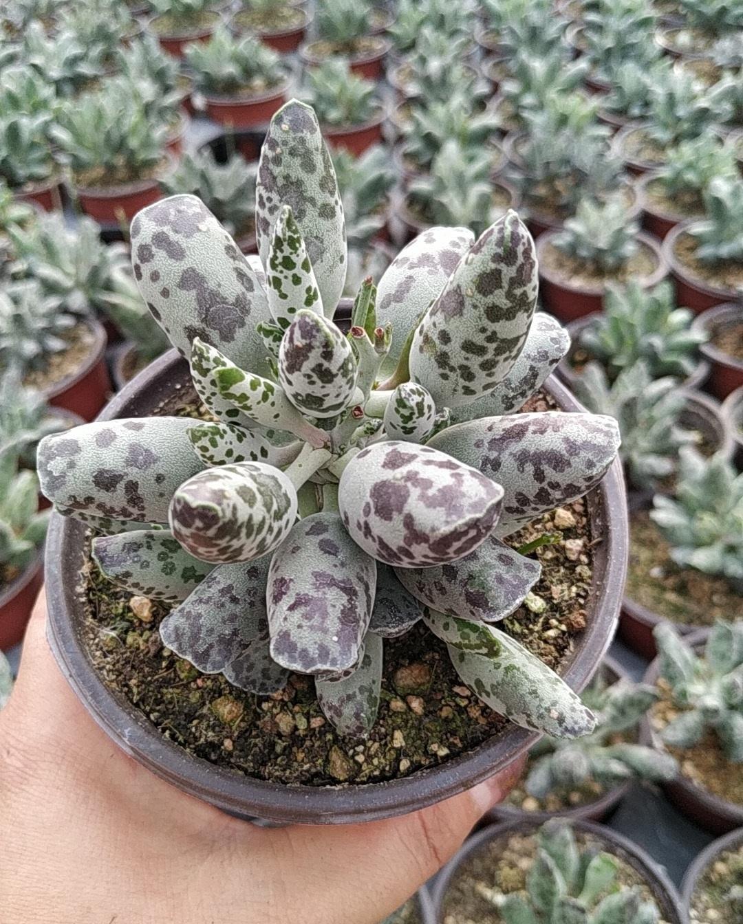 养盆白肌海豹多肉中的贵族叶子肥成气球越养越值钱