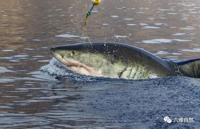 墨一条大白鲨为一口吞食诱饵鱼,却出现意外,被硌掉一颗鲨鱼牙