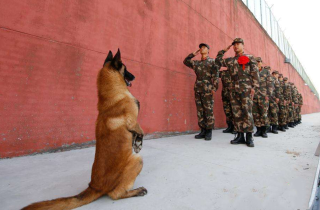 军犬退役后怎么处理?俄军给它们发工资,英军最不人道