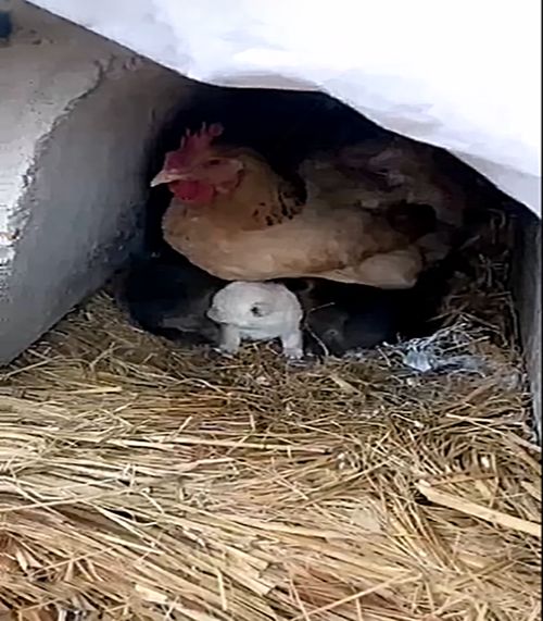 农夫因丢了鸡而焦急,当他在一个洞穴中发现它时,农夫直接愣住了