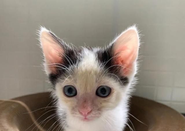 三只小猫被放进垃圾袋扔掉了,路过的人帮忙救了他们|伊芙|小猫|巴布