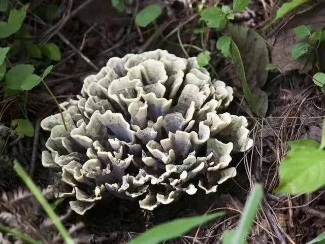 干巴菌的诱惑就在石屏龙韵养生谷