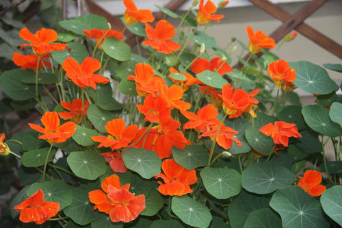 家里养旱金莲,教你几招,花色艳丽侧枝多,年年都能开爆盆