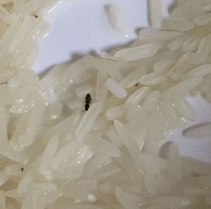 天一热大米就长虫?粮油店阿姨教你1招,米里放1物,一夏天不长虫