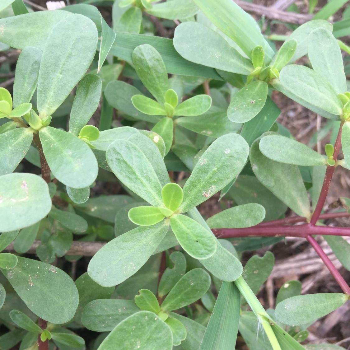 不起眼的马齿苋营养又美味它的功效你可能还不知道