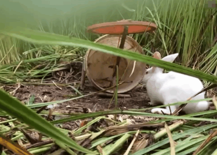 塑胶桶还能这么用男子利用塑胶桶搭起捕兔神器中奖率百分之百