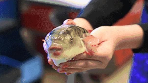 日本小伙作死烤河豚,活的河豚直接扔火炉上,镜头记录全过程