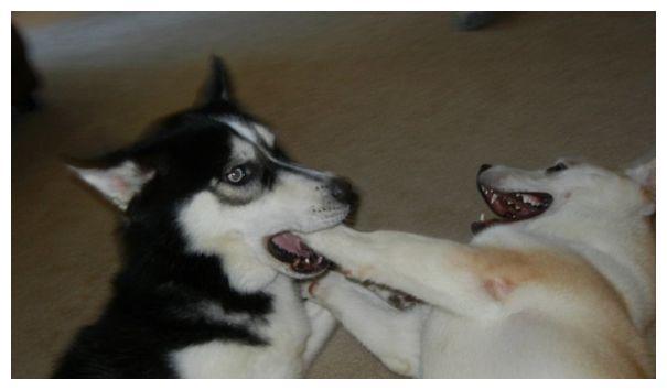 25张狗狗搞笑图片当初骗我养狗的人你出来我保证不打死你