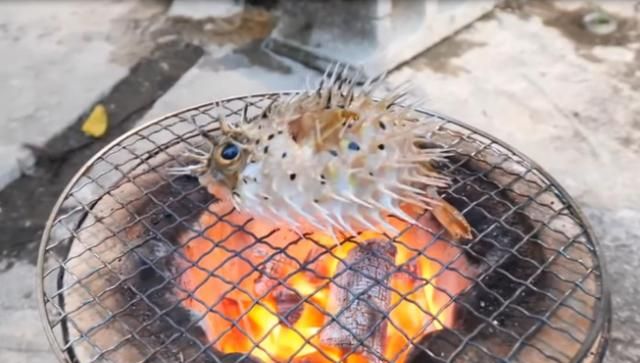 日本小伙作死烤河豚,活的河豚直接扔火炉上,镜头记录全过程