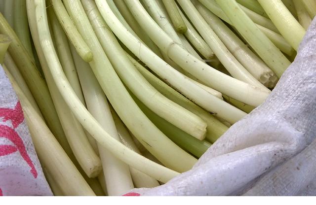 这种长得像藕带的刺藤市场卖5元一斤识货之人都爱买来吃