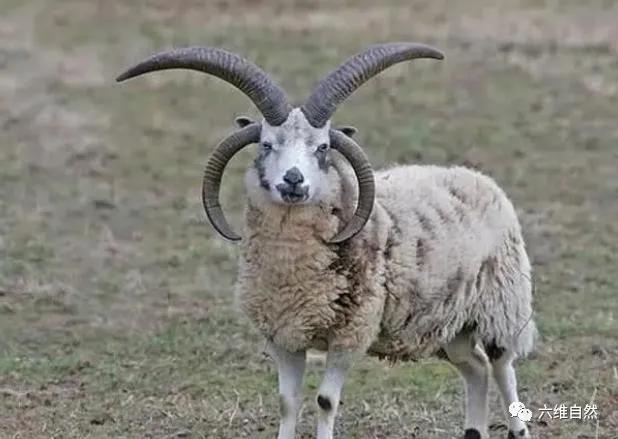 欧洲有一种多角羊雅各伯四角羊外形很奇特却是很普通的家畜
