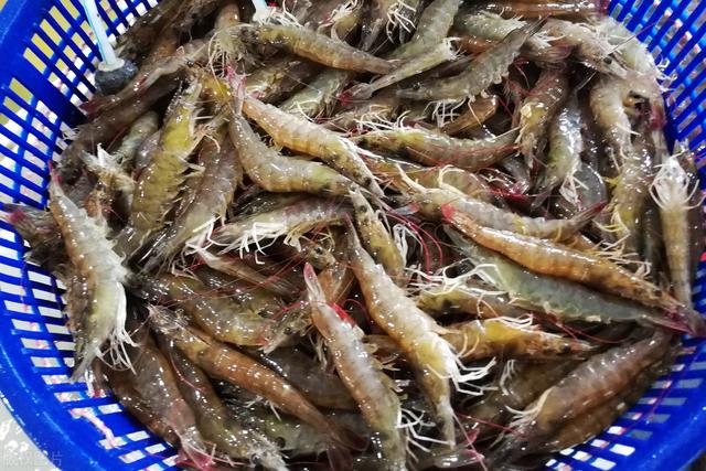 菜市场碰到这种虾,为了家人健康,再便宜也别买,鱼贩自己都不吃