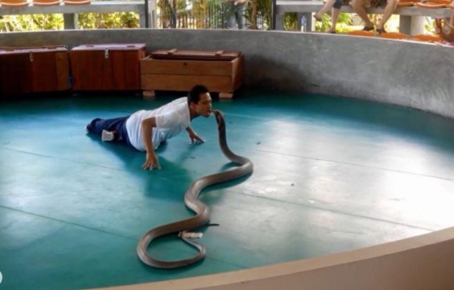 据悉,一名女子来泰国旅游的时候,前来观看人蛇表演,表演的现场围满了