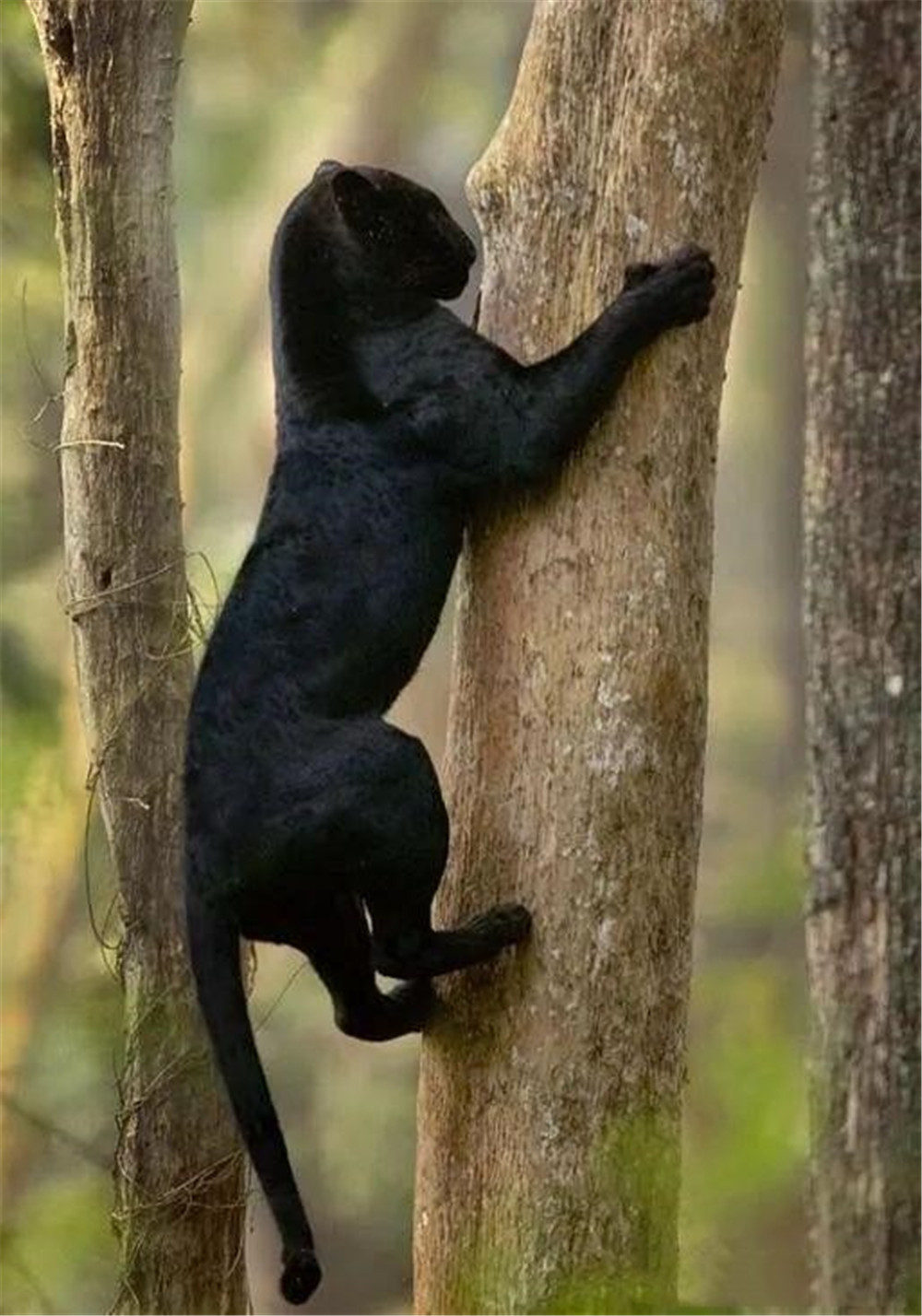 东南亚出现黑豹,白天趴在树干上睡觉,夜晚藏在暗处偷袭捕猎