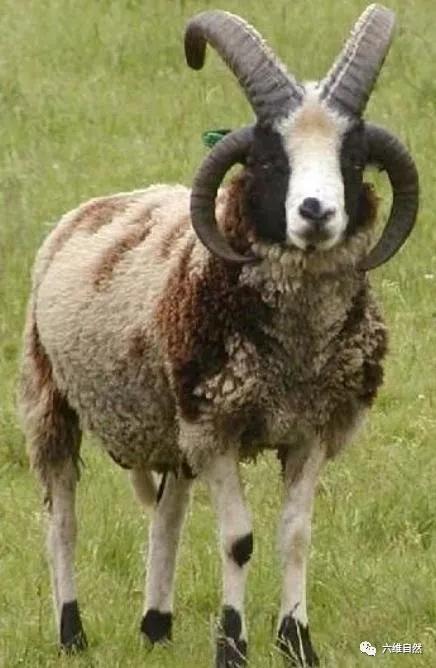 欧洲有一种多角羊雅各伯四角羊外形很奇特却是很普通的家畜