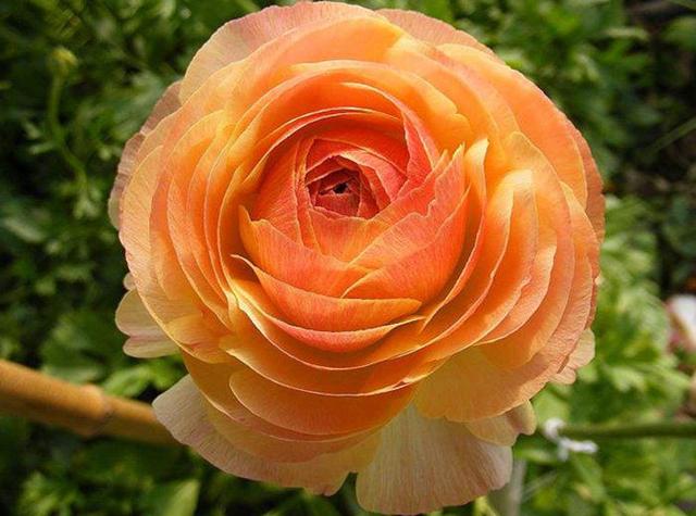 这花是经典重瓣花气质高雅似牡丹适应环境能力强不挑南北方