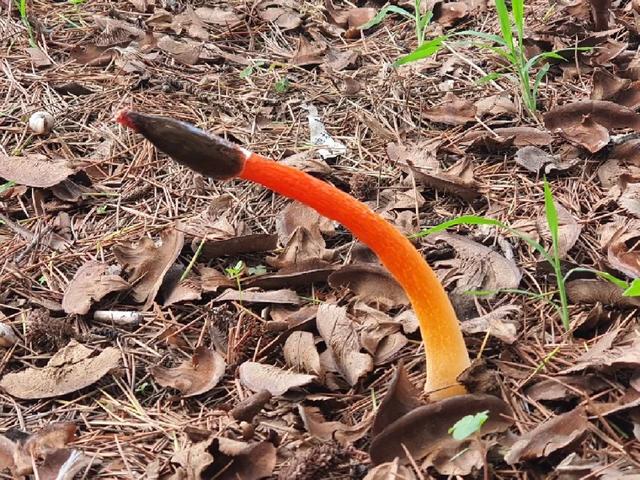 20种毒蘑菇遇到千万别碰贪吃必送医院