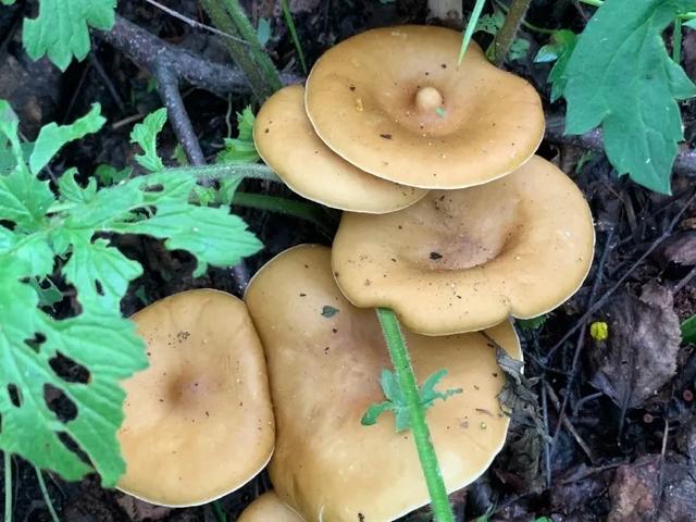 20种毒蘑菇,遇到千万别碰,贪吃必送医院