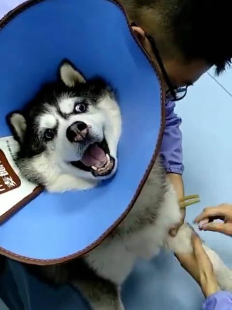 哈士奇打针被吓出了唢呐尖叫