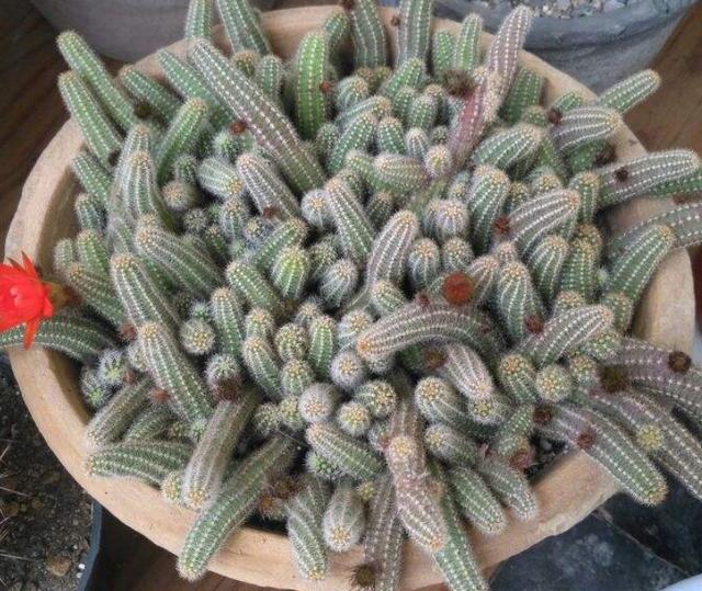 奇葩的多肉满盆都是毛毛虫养一年爆一大缸