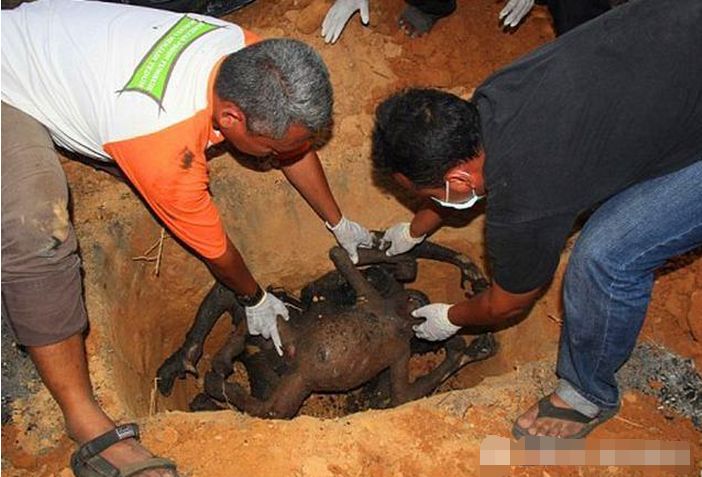 男子上山砍柴发现烧焦的尸体看到场面急忙报警求助