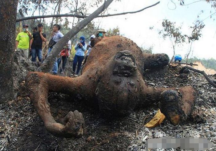 男子上山砍柴发现烧焦的尸体看到场面急忙报警求助