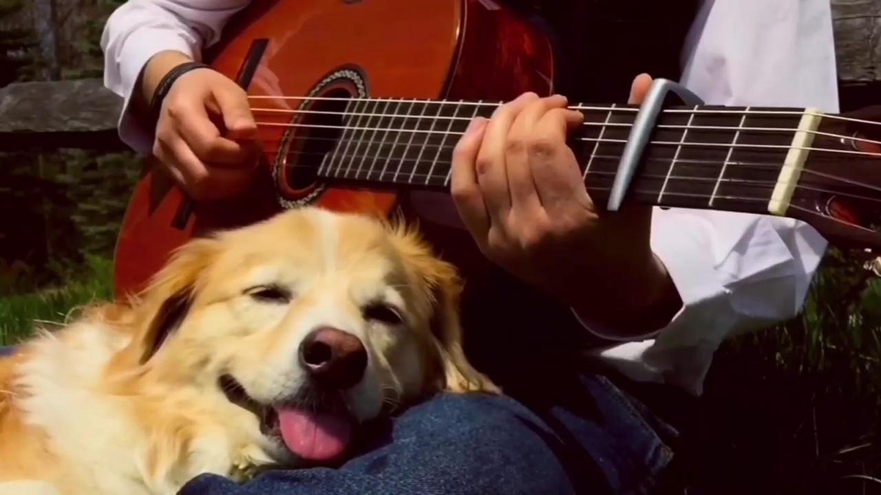 吉他版《see you again》,一人一狗一琴,安静的画面打动人心!