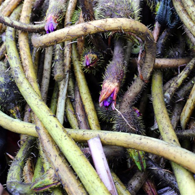 这种长得像藕带的"刺藤",市场卖5元一斤,识货之人都爱买来吃|芡实