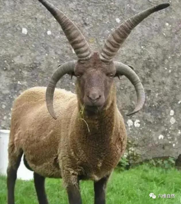 欧洲有一种多角羊雅各伯四角羊外形很奇特却是很普通的家畜