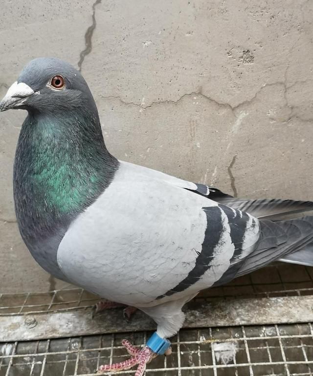 好的种鸽,好的队伍,是经过淘汰选择而得到|鸽子|赛鸽|老鸽_新浪新闻