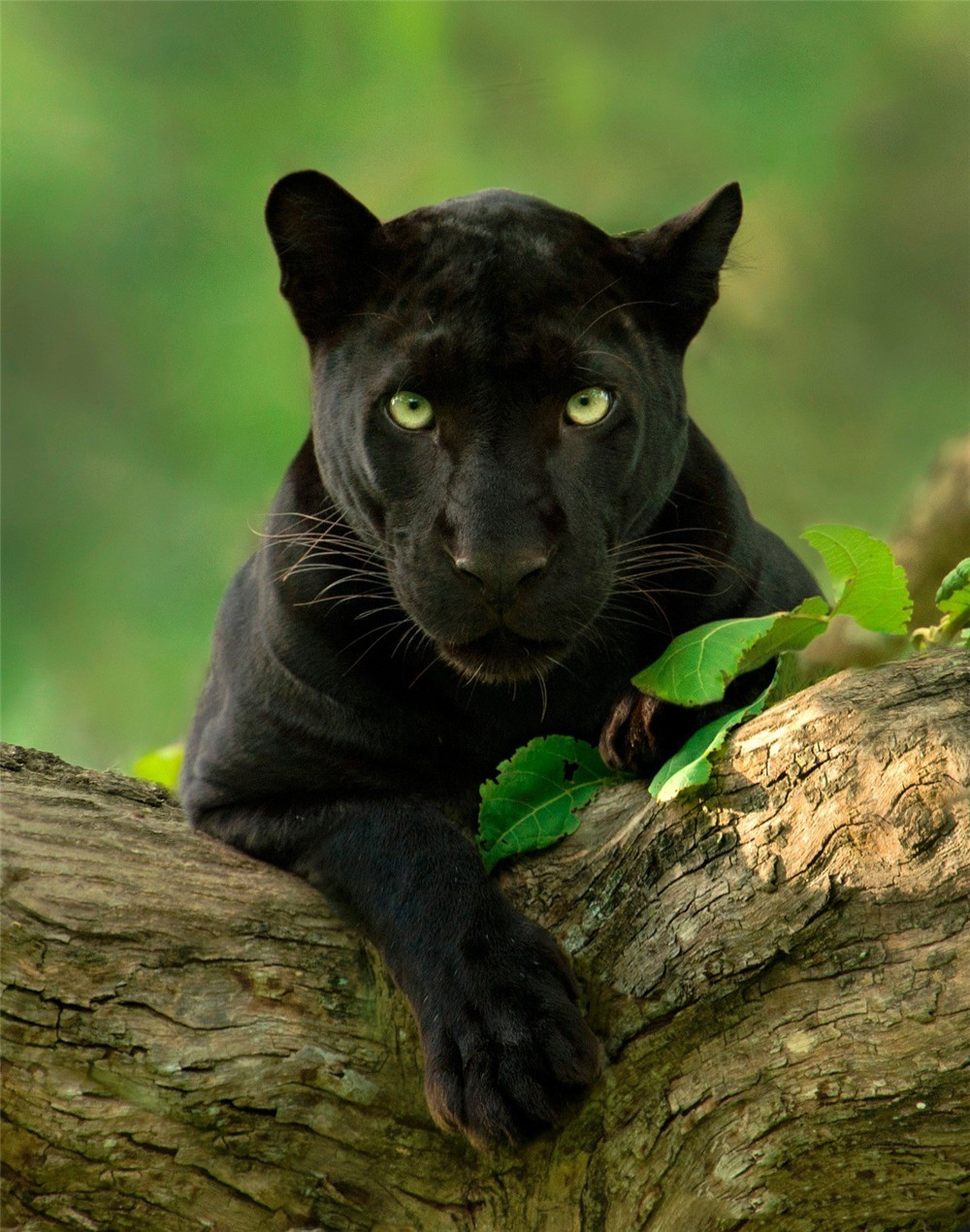东南亚出现黑豹,白天趴在树干上睡觉,夜晚藏在暗处偷袭捕猎