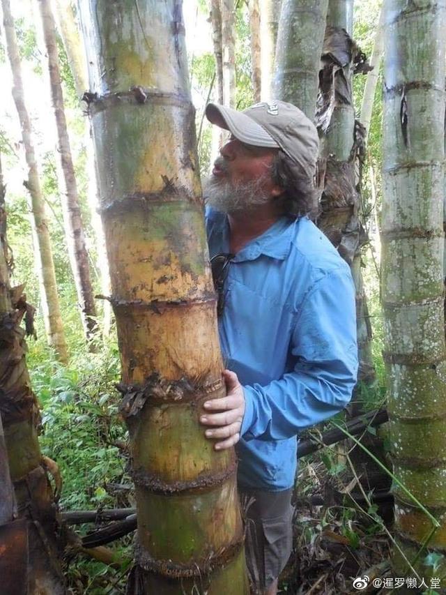 世界上最大的竹笋一颗就是一百斤会好吃吗