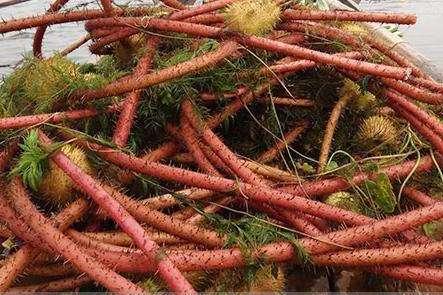 这种长得像藕带的"刺藤",市场卖5元一斤,识货之