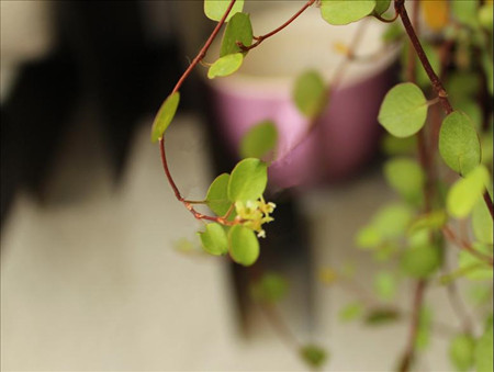 盆栽植物千叶吊兰开花吗?