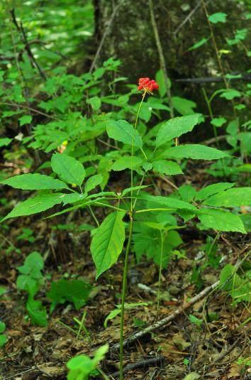 大爷山上放牛发现百年人参有人出高价却不卖让人很意外