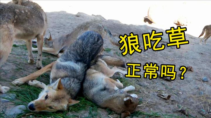 狼会吃草吗?养狼大姐塞草料进圈喂狼,为啥狼群吃得比肉还起劲?