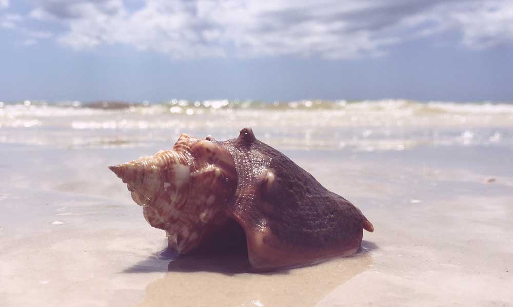 那些你在海螺里听到的声音是否真的来自于大海