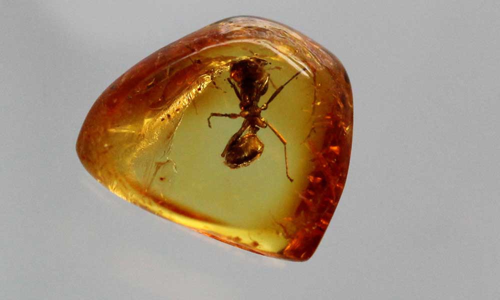 在一颗4100万年前的琥珀中,发现了两只正在交尾的苍蝇|琥珀|苍蝇|化石