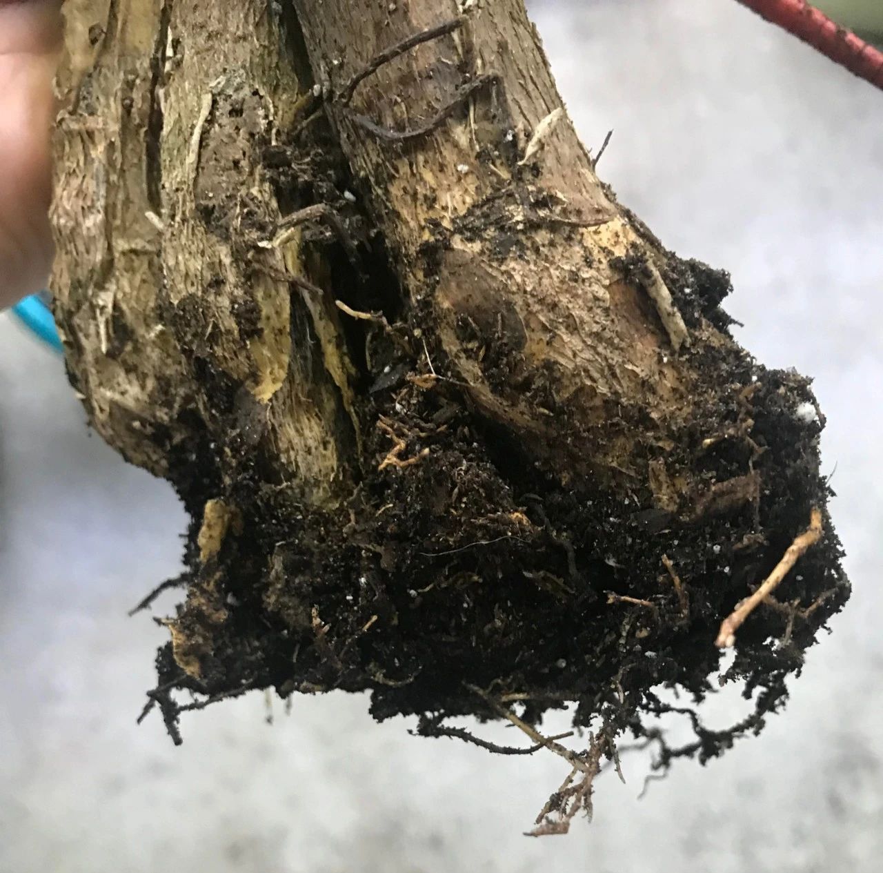 了解发财树那脆弱的根,发现它很容易烂根,但我有解决方法|发财树|盆栽|烂根_新浪新闻