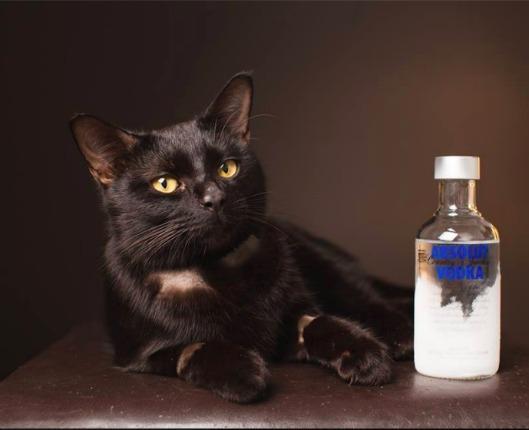 猫防冻剂中毒,兽医妙用伏特加酒解毒