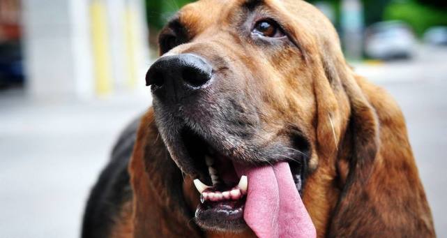 狗主人应知水泥路是人类的便捷路在夏天却是狗子的伤心路