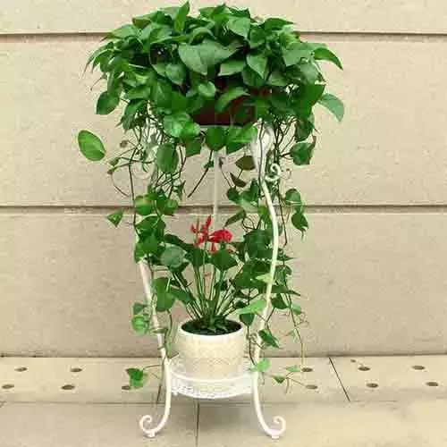 绿萝是比较受欢迎的家庭花卉,很多人都会给家里的客厅,阳台,卧室摆放