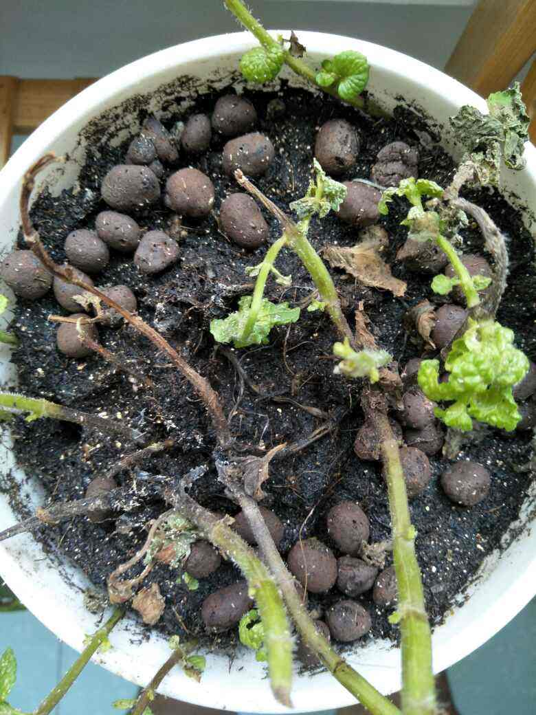 碱性土加点料立马变成酸性土茉莉吃了呼呼冒花苞