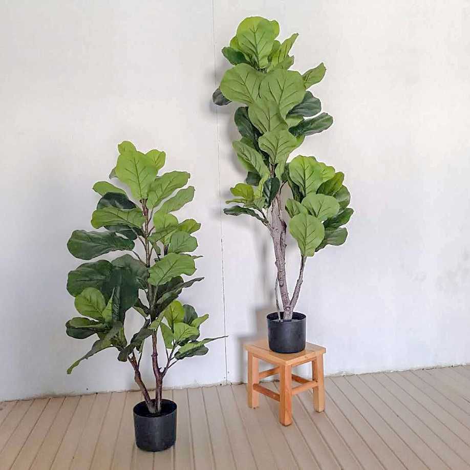夏季养琴叶榕,注意这几点,让其一片生机!|琴叶榕|一片生机|光照_新浪新闻