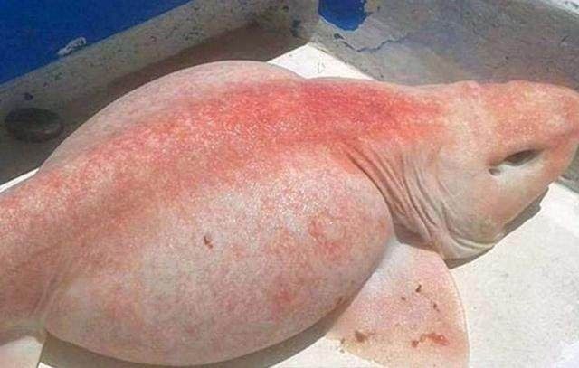 渔民捕获粉红色可爱"娃娃鱼",知道真相后赶紧放生